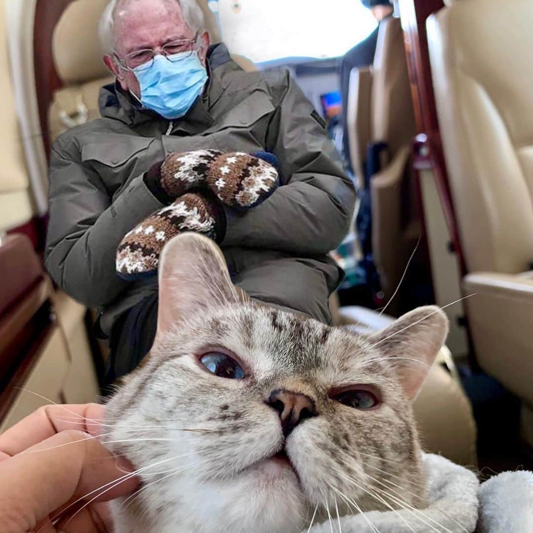 nala_catさんのインスタグラム写真 - (nala_catInstagram)「We’re heading to a very important meeting but I have to go buy mittens first! Swipe left to see my mittens   @berniesanders @aaronsanimals #berniesanders #mittens #berniemittens」1月24日 0時43分 - nala_cat