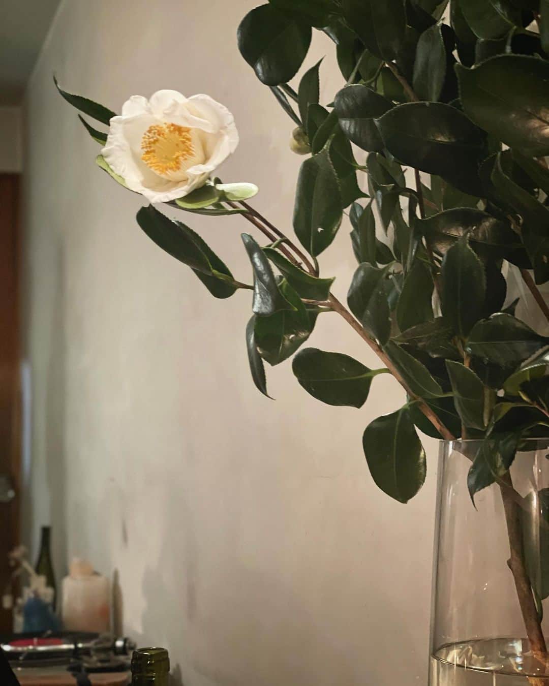 猫沢エミのグルメインスタ