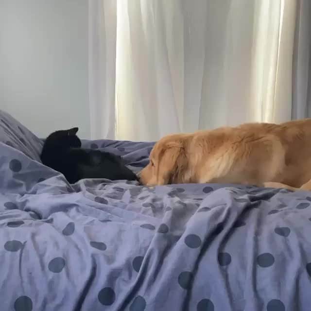 のインスタグラム：「Introvert meets extrovert⠀ ⠀ 🎥@the_moose_page⠀ ⠀ #meowed #themoosepage #introvert #extrovert #blackcat #Goldenretriever #catvsdog #blackcat」