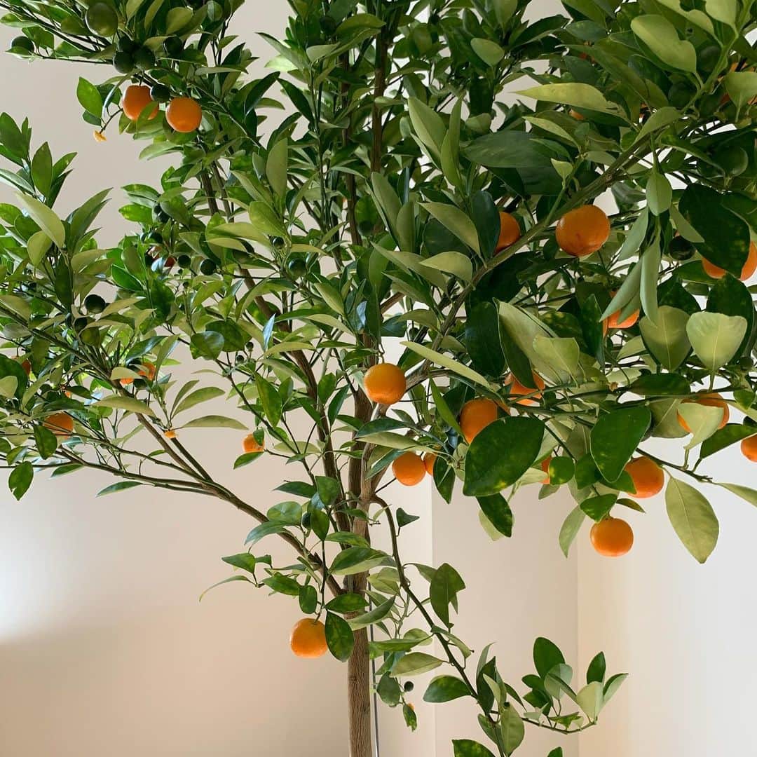 大塚良子さんのインスタグラム写真 - (大塚良子Instagram)「good morning🍊 夏には沢山実がなった蜜柑の木 毎日葉が落ちてちょっと元気ないけど 今年の夏にはまた実がなると良いなあ💛 . #自主隔離期間にお家を整える　 #ベッドサイドテーブルを買おう　 . . #bedroom #bedroomdecor #bedtime  #bedroomdesign #bedroomideas  #nyc #manhattan  #おうち時間　#海外移住　#ニューヨーク」1月24日 1時07分 - ryokokonami