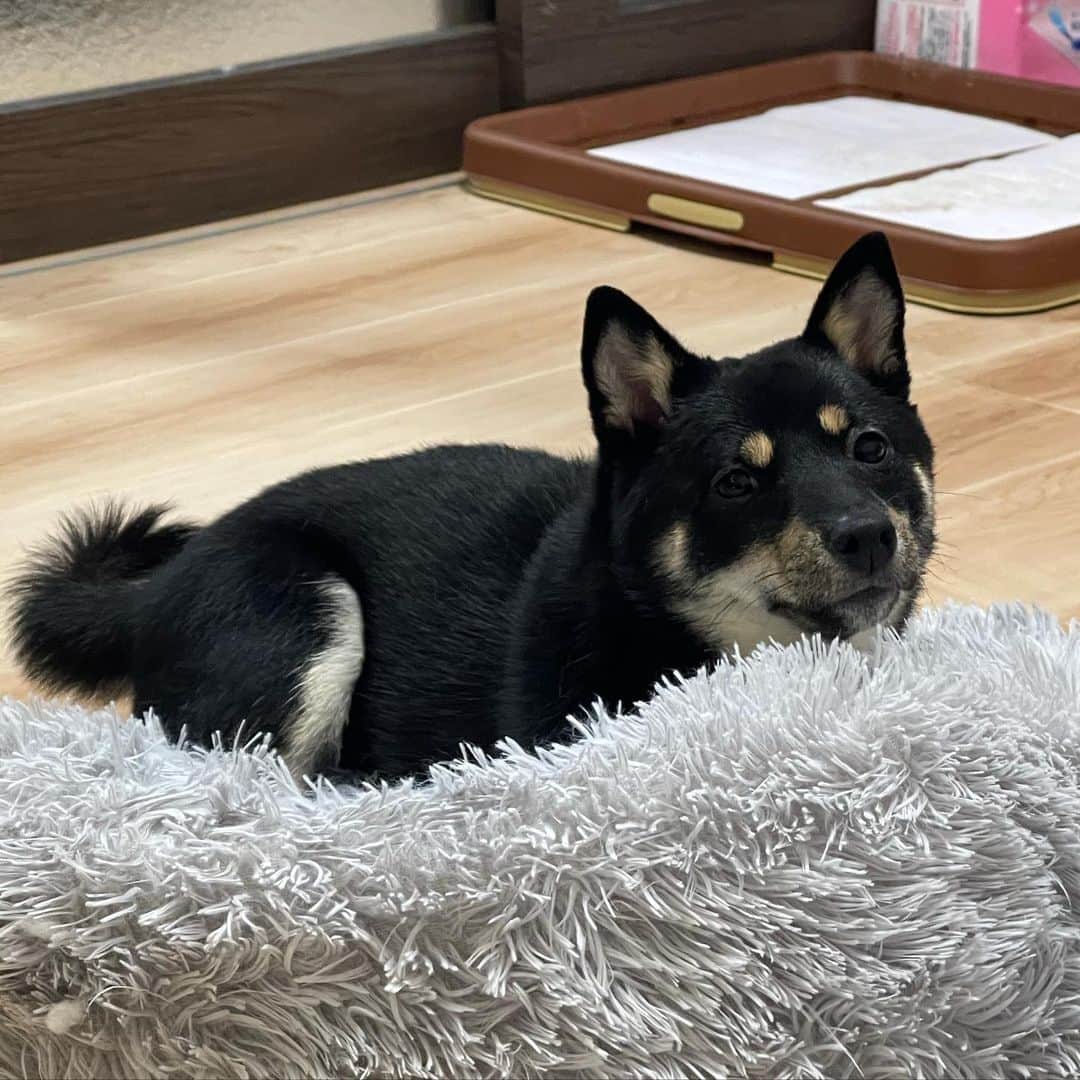 環奈（長沢菜々香の飼い犬）のインスタグラム：「👀」