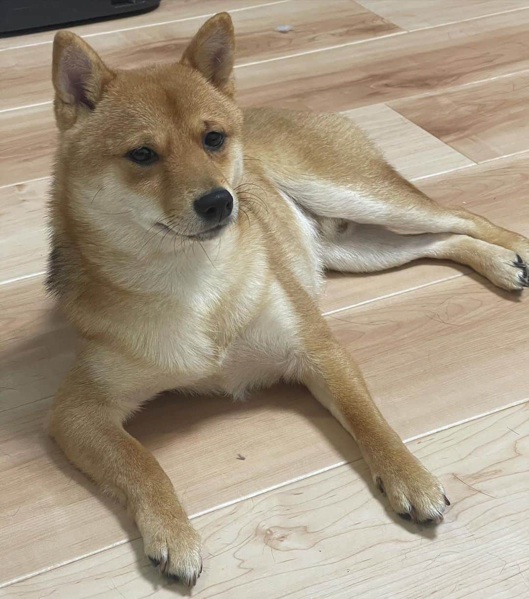 環奈（長沢菜々香の飼い犬）のインスタグラム：「まったり」
