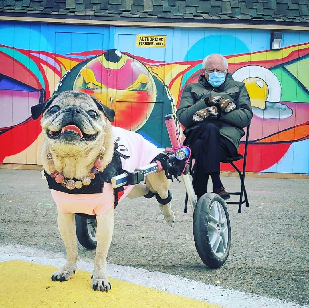 pugsofinstagramさんのインスタグラム写真 - (pugsofinstagramInstagram)「😂 Please follow @the_dotty ! #pugsofinstagram #pug」1月24日 1時45分 - pugsofinstagram