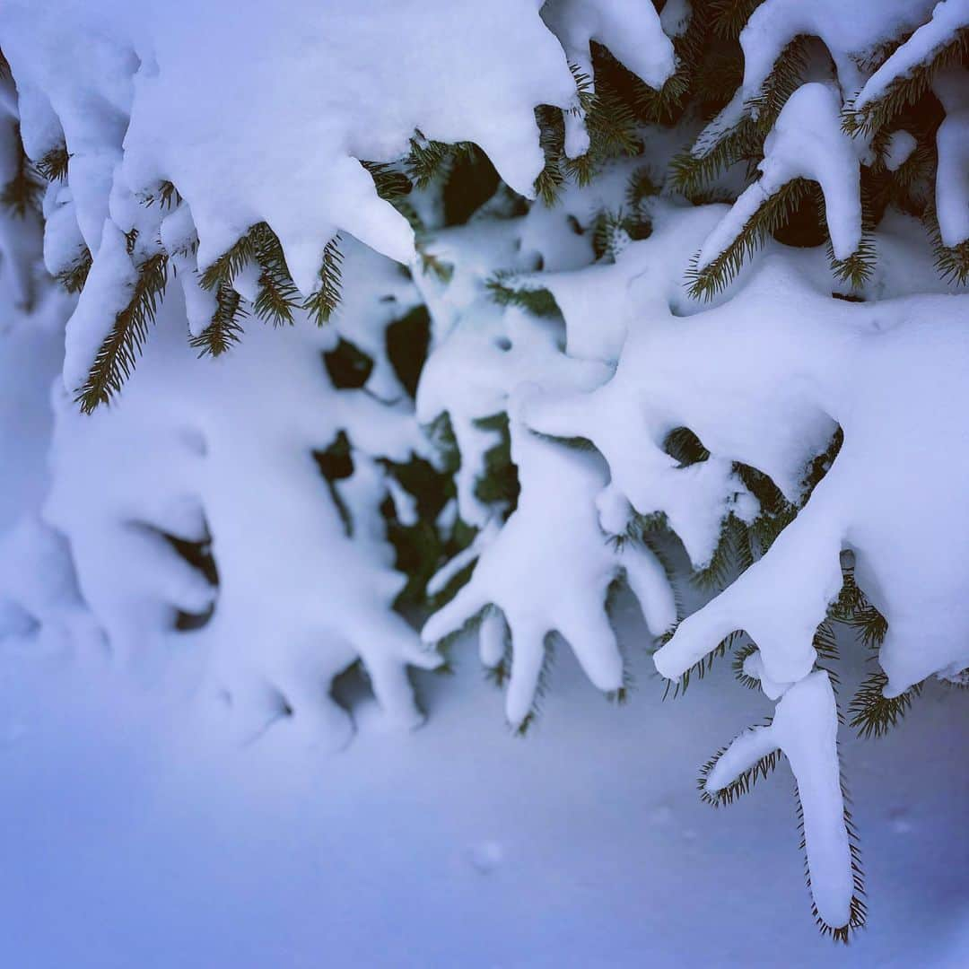 サイモンとマルティナさんのインスタグラム写真 - (サイモンとマルティナInstagram)「Martina here 📸 There are many different ways to view the same situation. Snow can be inconvenient. The suburbs can be dull. Winter can be awful cold. Rather than repeating and cementing these ideas in my brain as “the one truth” I’ve been actively trying to see the beauty around me. These are all photos I’ve taken from various strolls around the suburbs in Toronto. I’ve always been a lover of snow; no snow fall is exactly the same. ❄️ Some snow is great for shaping, while some is fluffy and fleeting. On some days, the ground is covered in snowy moulding clay, briefly imprinting doggie prints and human prints alike. Snow people and snow forts spring up one day, and vanish the next. It takes the correct cold-to-warm ratio for icicles to appear. And if you’re outside to catch the gorgeous sunset filtering through the trees, you’re also on a mission to GTF home before it completely sets...otherwise you’ll be freezing your butt off.  Yes, it can always be an adventure and a #buildaladder win if you take a step back from the yap-yap-yap prattle inside your own head. Even if just for 5 minutes, give it a try and see what beauty you can find around you.」1月24日 1時47分 - eatyourkimchi