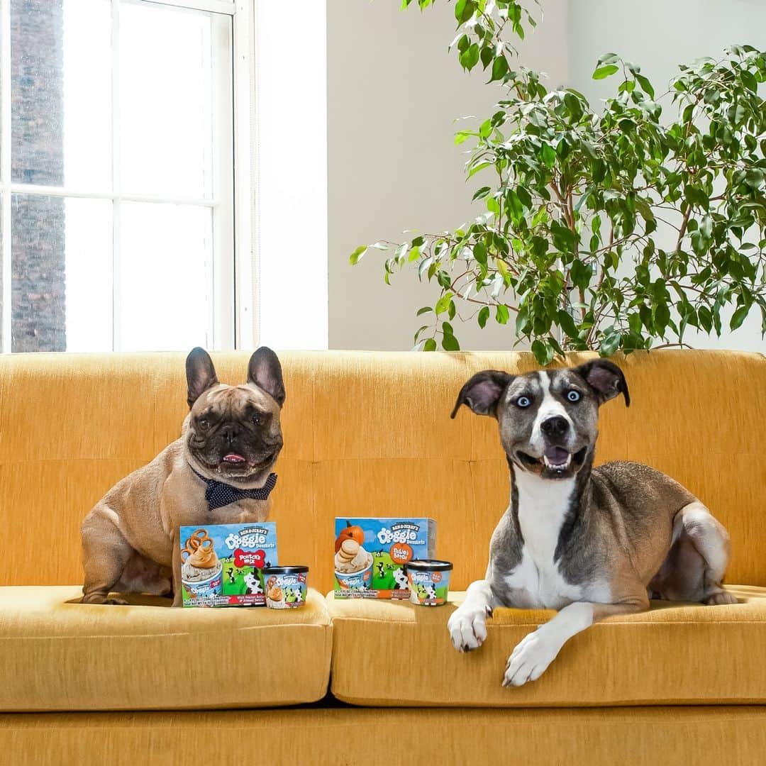 Ben & Jerry'sのインスタグラム：「Our K9-5ers give Doggie Desserts two paws up! Link in our bio 🐾」