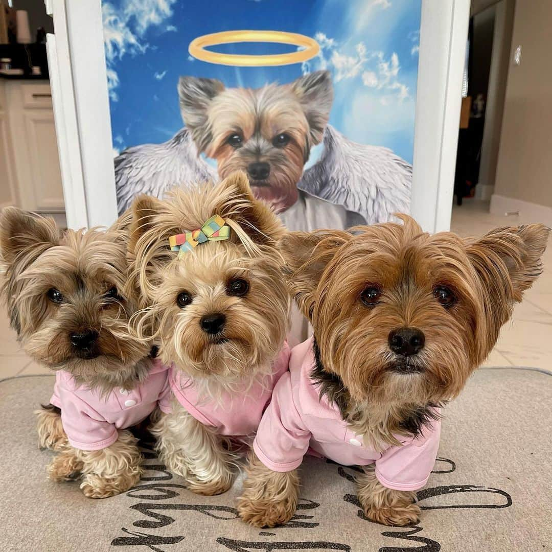 さんのインスタグラム写真 - (Instagram)「Max, Allie & Sammy 💭 We miss our big bro Oliver so much! 😞💔 Thank you @pawandstyle for creating this beautiful angle Oliver portrait! We will cherish it forever!! 🥺♥️🥰🙏🏼😇 #SoBeautiful #SoPrecious #OurAngel #SoThankful #PawAndStyle」1月24日 2時13分 - happyyorkiefamily