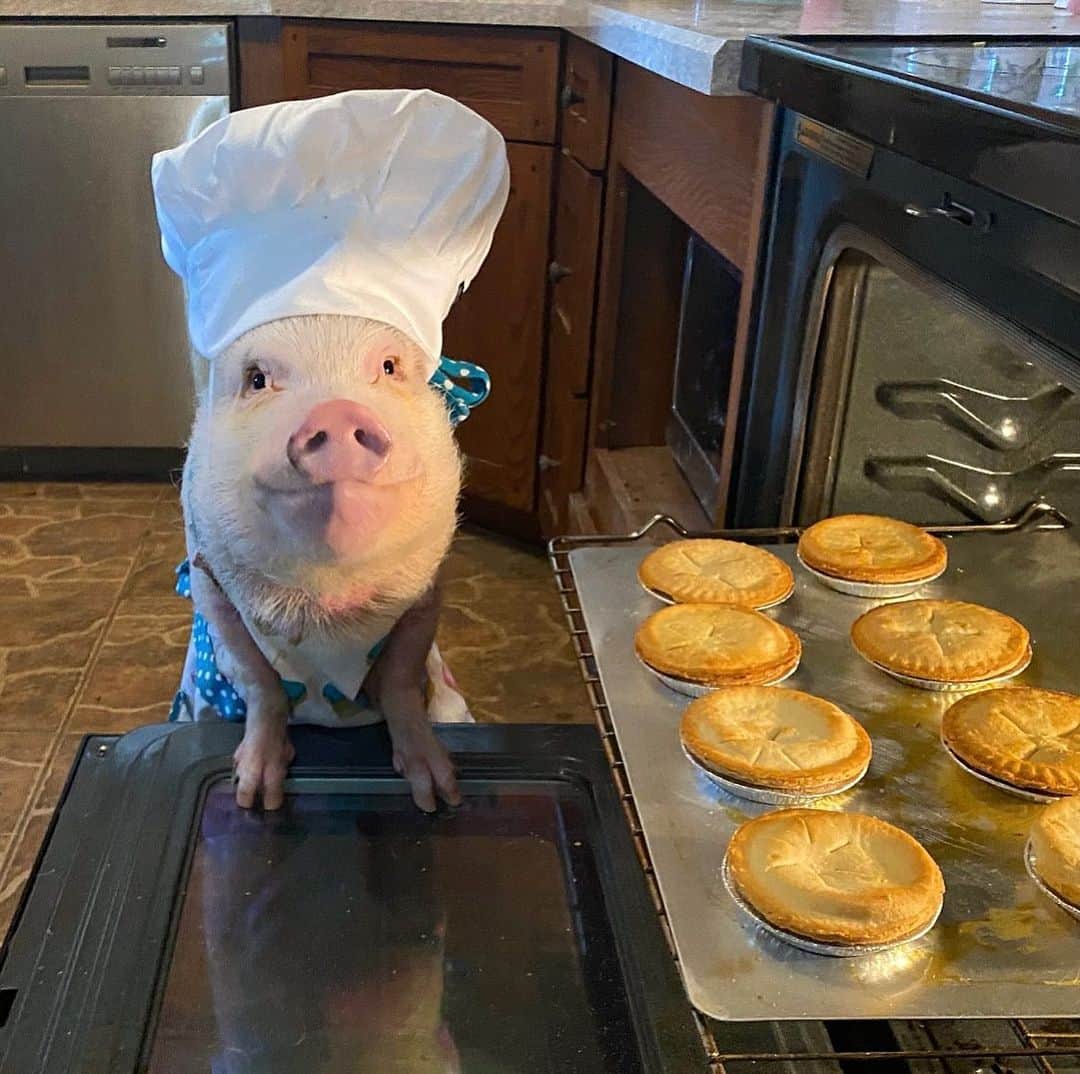 Priscilla and Poppletonのインスタグラム：「Apple pie totally counts as a serving of fruit, right? It’s #NationalPieDay y’all. Yippee Pie Yay! Place your orders below!🐷🍎🥧#applepie #chefprissy #anappleaday #PrissyandPop」