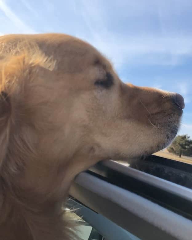 DogsOf Instagramのインスタグラム：「“Nothing like the taste of fresh air” — @goldenlifeofleroy   #dogsofinstagram」
