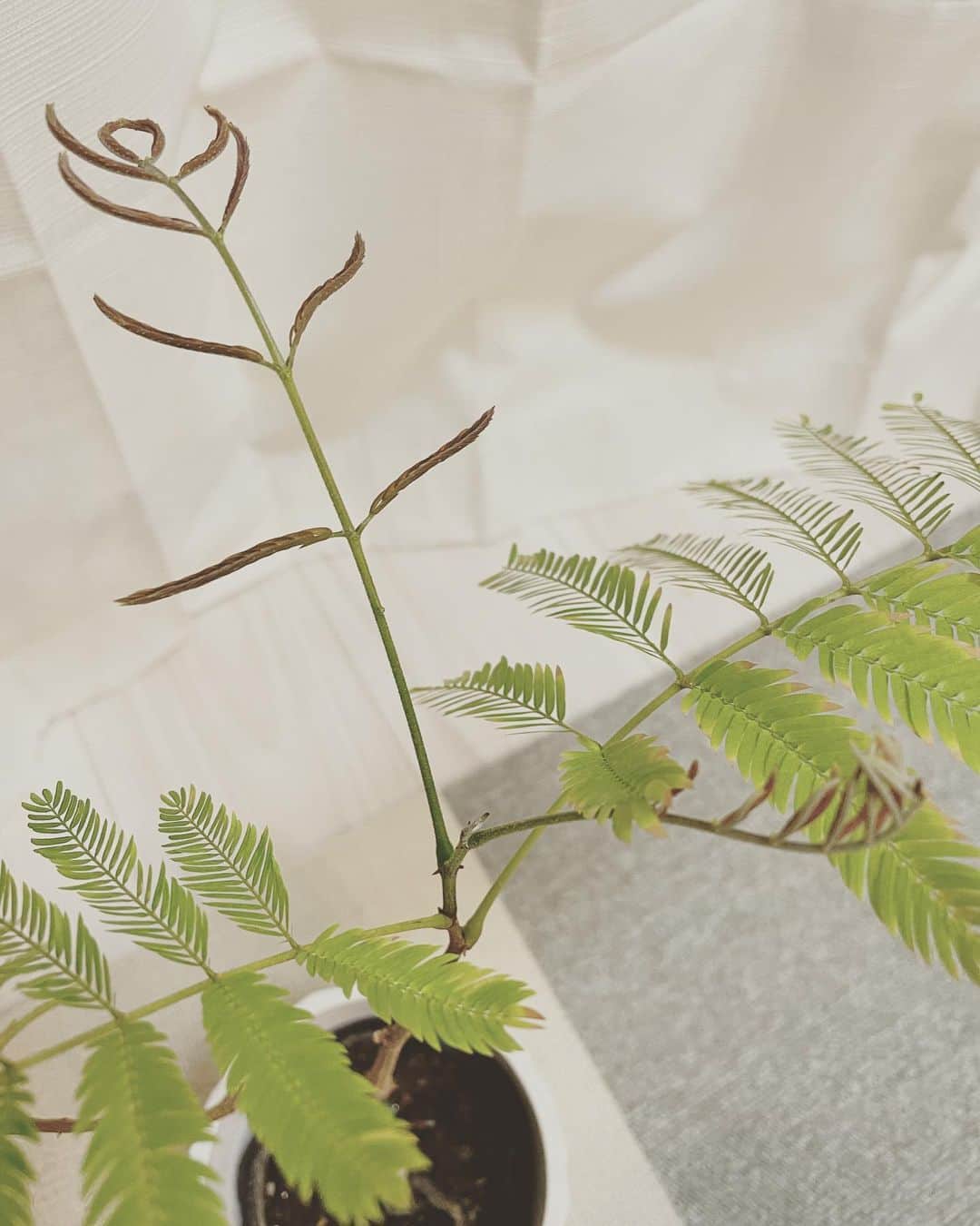 富田麻帆さんのインスタグラム写真 - (富田麻帆Instagram)「エバーフレッシュ、新しい葉がにょきにょき生えてきました！！！ なんて愛おしいの〜♡   #植物」1月24日 8時38分 - maho_tomita6261