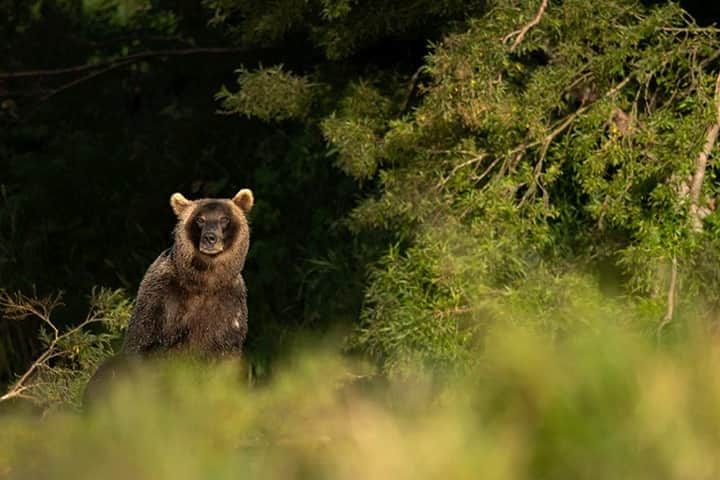 National Geographic Travelさんのインスタグラム写真 - (National Geographic TravelInstagram)「Photo by @daisygilardini / Along this Kamchatka river a bear is studying the water attentively, lit by the warm evening light. He’s hoping for a good salmon dinner and ready to jump in. Contrary to what most people think, bears are not great fishermen. They are successful just 25 percent of the time. The less experienced the bear, the better for the photographer! Inexperience means more jumping and running around and splashes in the water. Follow me @daisygilardini for more images and behind-the-scenes stories. #turningthetide #bear #conservation #kamchatka」1月24日 8時36分 - natgeotravel