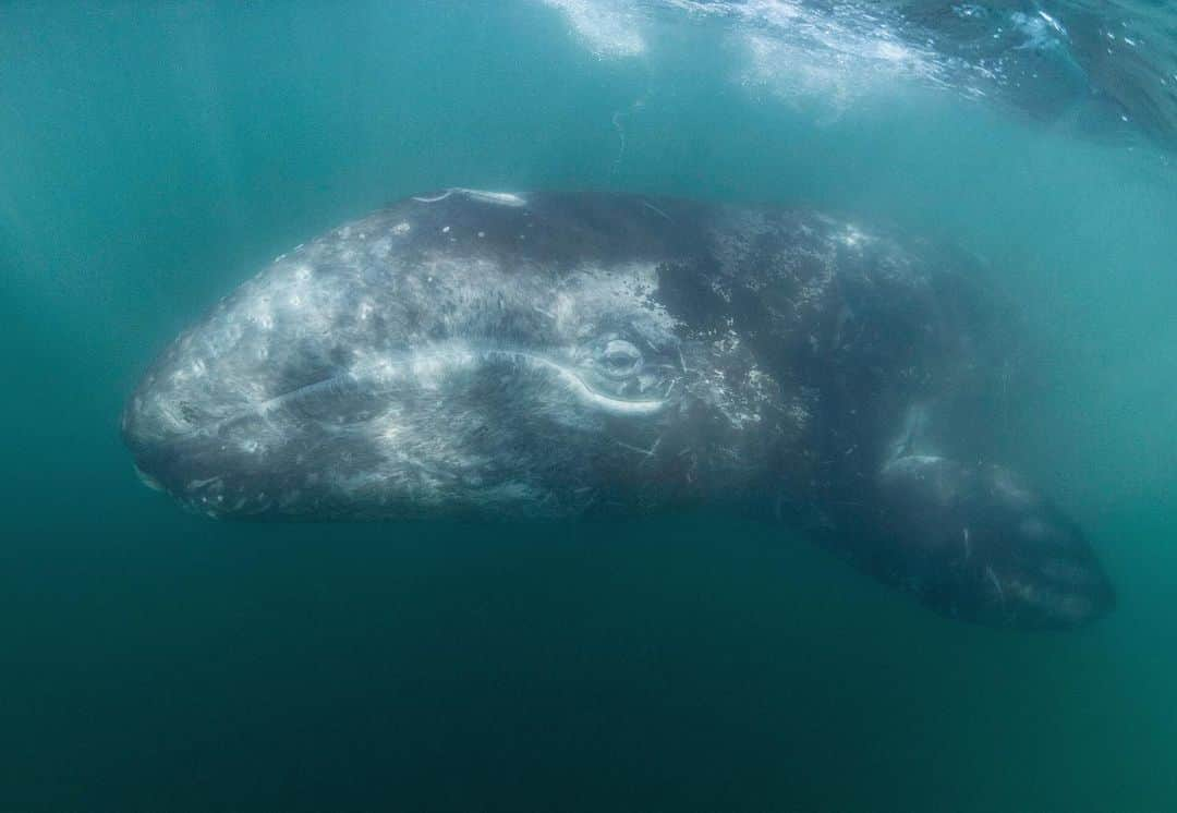 Chase Dekker Wild-Life Imagesのインスタグラム：「Currently, nearly 27,000 gray whales are nearing the end of the longest mammal migration on the planet. These massive ocean dwellers have been swimming from the Arctic waters of Alaska to their warm breeding grounds in Baja California, Mexico. January is typically the best month to see southbound gray whales along the Californian coast, with hundreds of whales passing by every day. While out at sea the other day, we counted nearly 40 whales, all within just 1 hour! On a side note, as you look at this photo, check out the digits in the flipper/pectoral fin. When whales are younger, their blubber and skin have not reached their full thickness, revealing the bones underneath. So if you live in California, or anywhere along the West Coast, keep an eye open for the gray whales migrating by!」