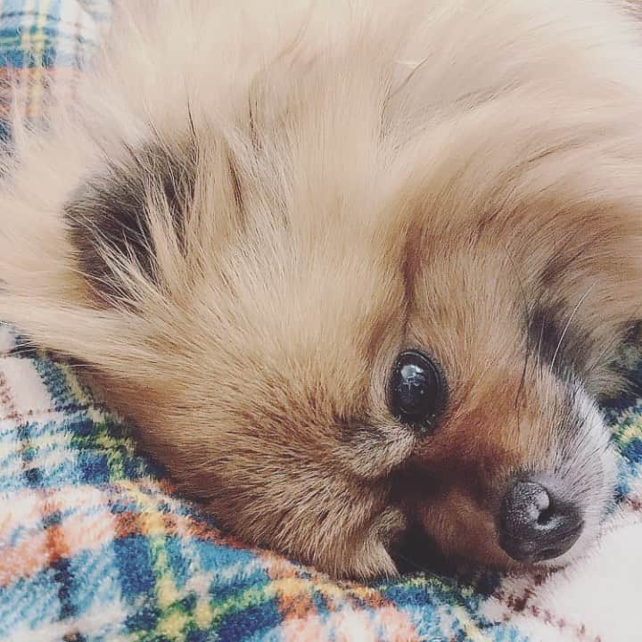 大谷雅恵のインスタグラム：「おやすみなさい🌙  #pomeranian  #dogstagram」