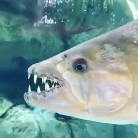 WildLifeのインスタグラム：「Make way, it's the Goliath Tigerfish ⁣ A predatory monster fish mainly found in Africa's Congo River. ⁣ The largest on record is 5 ft (1.5 m) long, weighing 154 lbs (70 kg). ⁣ ⁣ Typically eats other fish, but also hunts aquatic mammals, small crocodiles, and can jump out of water to capture birds. . Tag someone that needs to see this 💥 .  . 🎥 via : @sgtropicalfish」