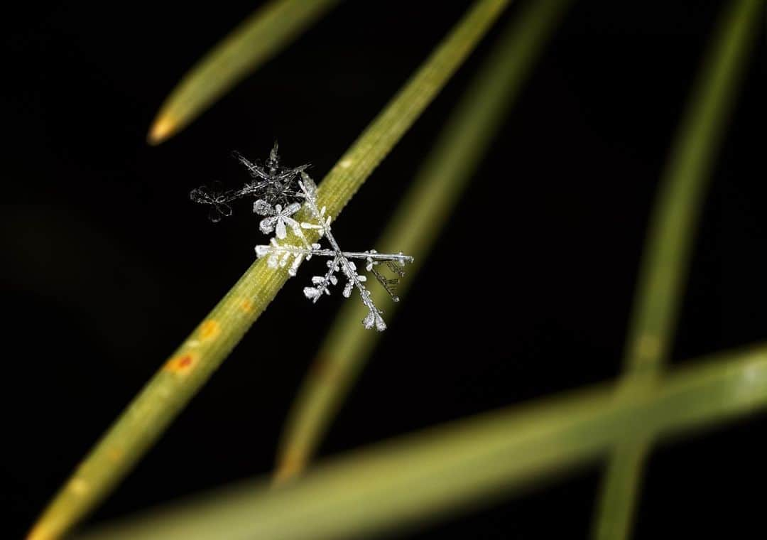 アンジー・ペインさんのインスタグラム写真 - (アンジー・ペインInstagram)「Impermanence. It’s one of traits of snowflakes that appeals to me most. These little pieces of beauty fall from the sky and grace the world with their mesmerizing presence for a few moments before melting away or being buried under other snowflakes and incorporated into the chaos. On the rare occasion that I get to enjoy and photograph the intricate beauty of a single flake, it feels like time stops for a brief moment. There is a focused awareness and excitement that comes in those few fleeting seconds before the flake, in all its individual and absolutely unique beauty, is gone forever.  • One week from today I’m teaching an online snowflake photography class for the local camera store, @mymikescamera — see link in my bio for more info. • • • #macro #macrophotography #snowflakes #yourshotphotographer」1月24日 4時08分 - angelajpayne