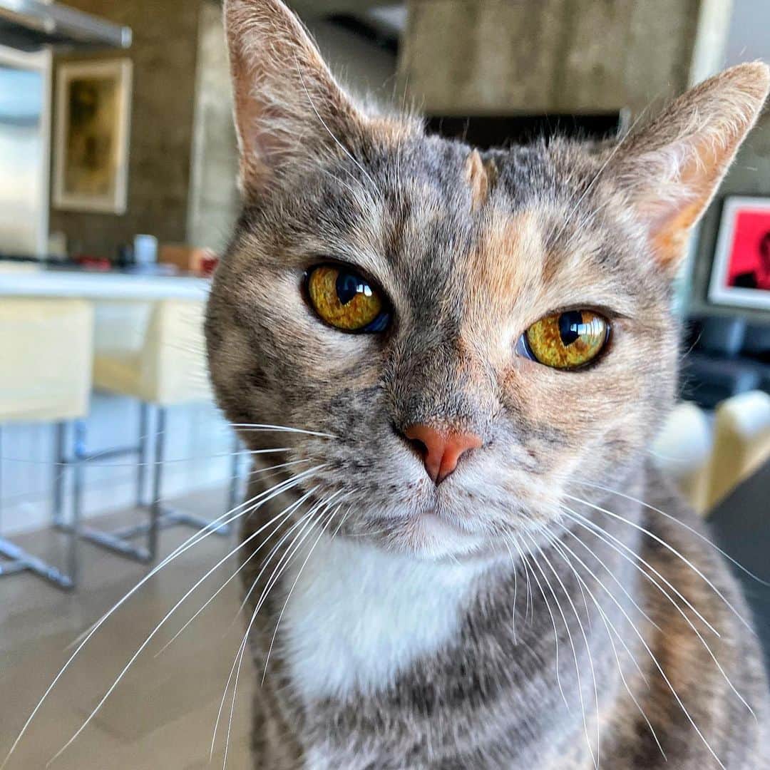 ジェームズ・ガンのインスタグラム：「A very, very happy #Caturday.  #emilymonster #catsofinstagram #cat #cats #happycaturday」