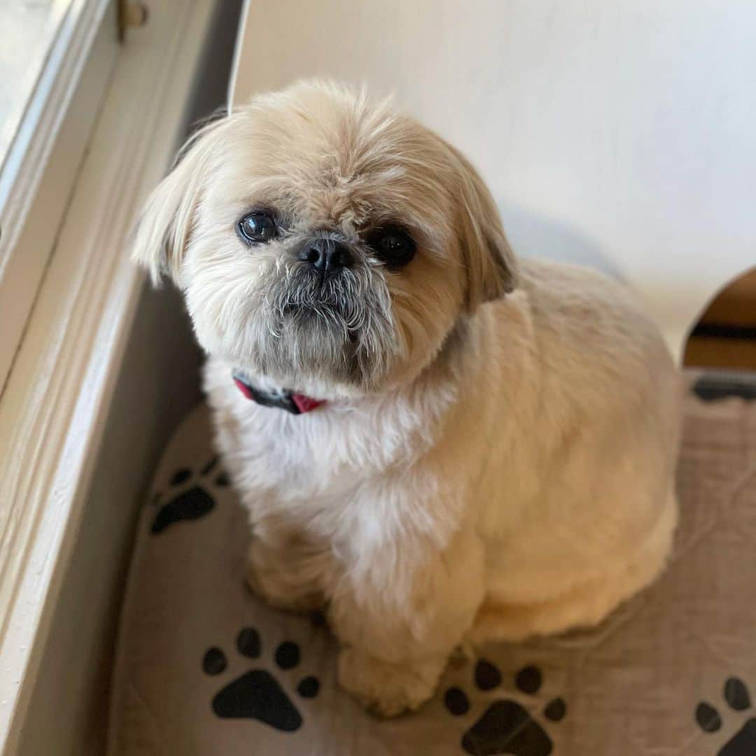 Dougie the Shih Tzuのインスタグラム：「Handsomest.」