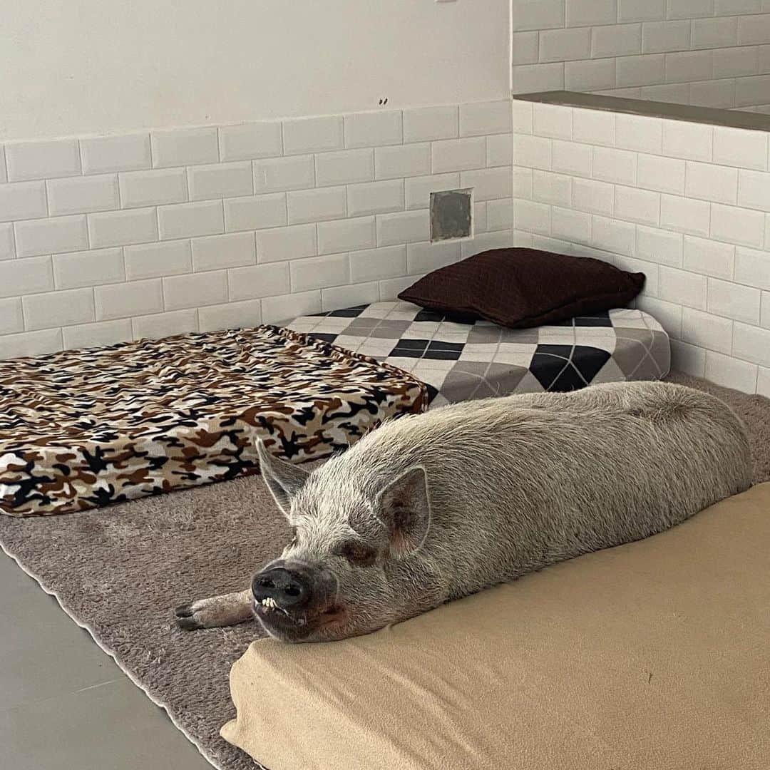 Jamonのインスタグラム：「Saturday it’s like every day. Sleep, eat and repeat. Love this routine. . #jamonthepig #pigaspets #pigstagram #pigsofinstagram #pig #pigs #pet #pets #petstagram #petsofinstagram #petnotfood」