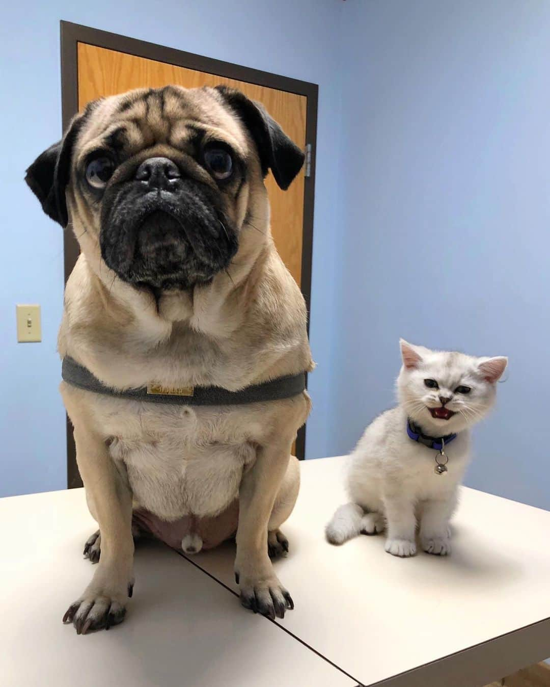 itsdougthepugさんのインスタグラム写真 - (itsdougthepugInstagram)「3 years ago my little sister @duhitsfiona came home and the rest is history 😻」1月24日 4時34分 - itsdougthepug