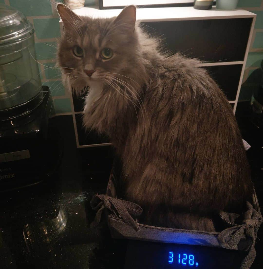 Nila & Miloさんのインスタグラム写真 - (Nila & MiloInstagram)「I weigh half of what Milo weighs, yet I'm ten times as pretty... 😂😂 #tinycat #weighin #siberians #grayisthenewblack」1月24日 4時32分 - nilamilo