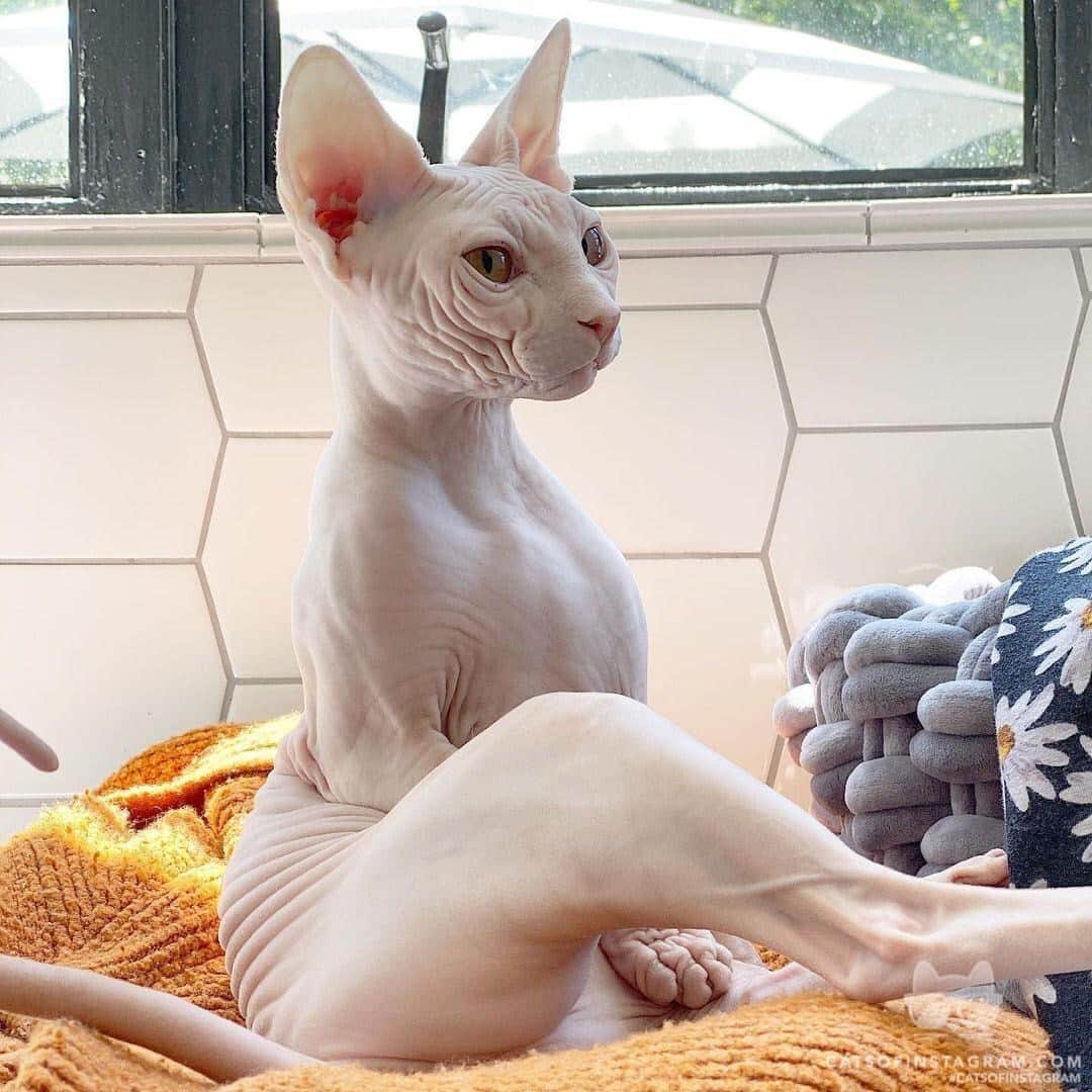 Cats of Instagramさんのインスタグラム写真 - (Cats of InstagramInstagram)「From @luckypearlsphynx: “Is it Caturday or goddess feline day, oh wait that’s everyday! 😽” #catsofinstagram」1月24日 5時10分 - cats_of_instagram