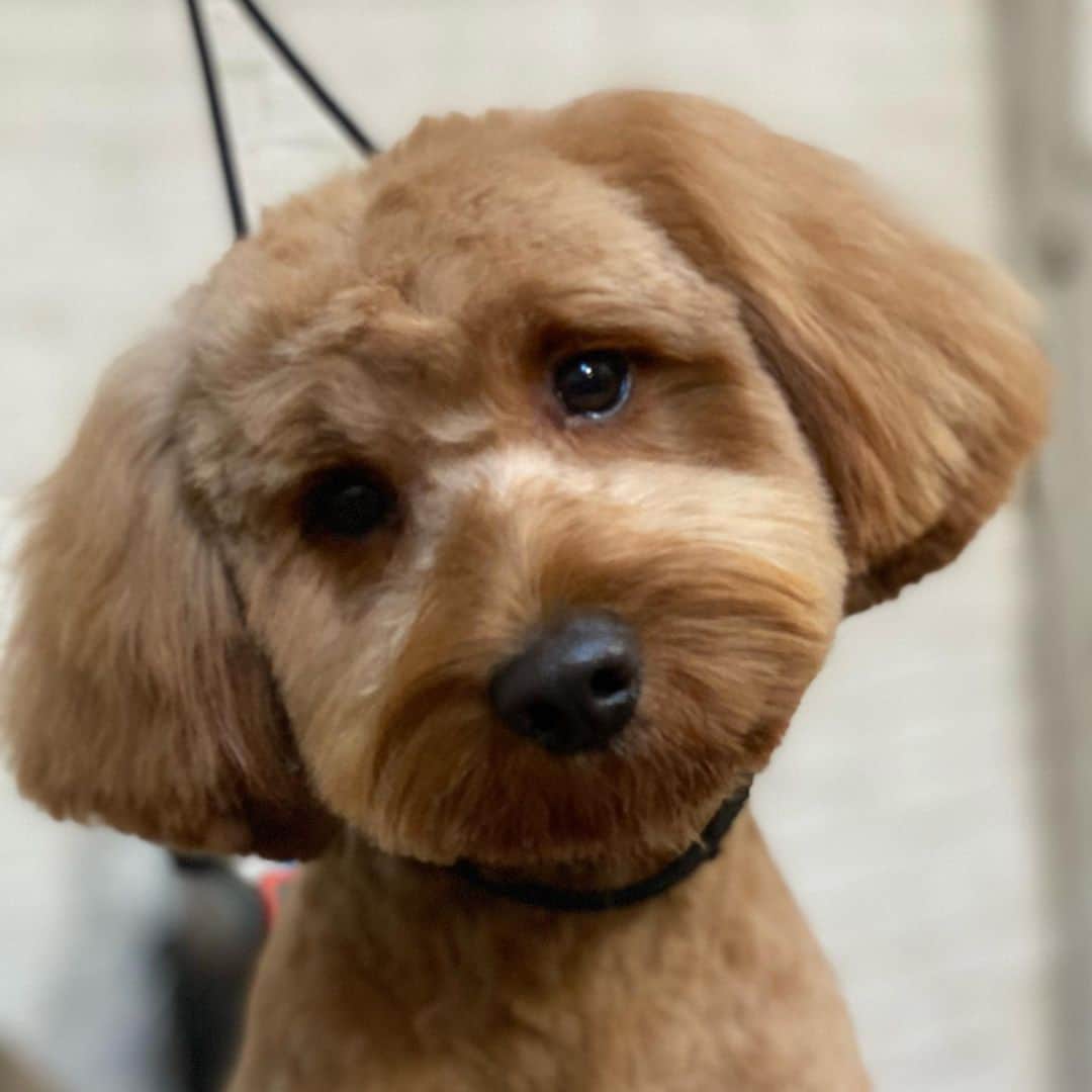 Dogs by Ginaのインスタグラム：「Perfecting the flat top floof」