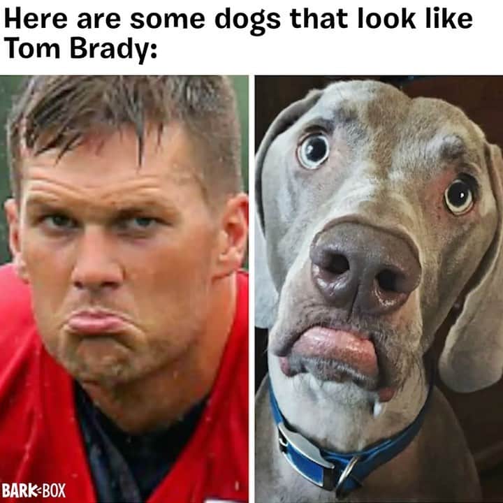 BarkBoxのインスタグラム：「Another Big Sportball Game™️, another year I get to use this video of @tombrady  . . .  #superbowl #superbowl2021」