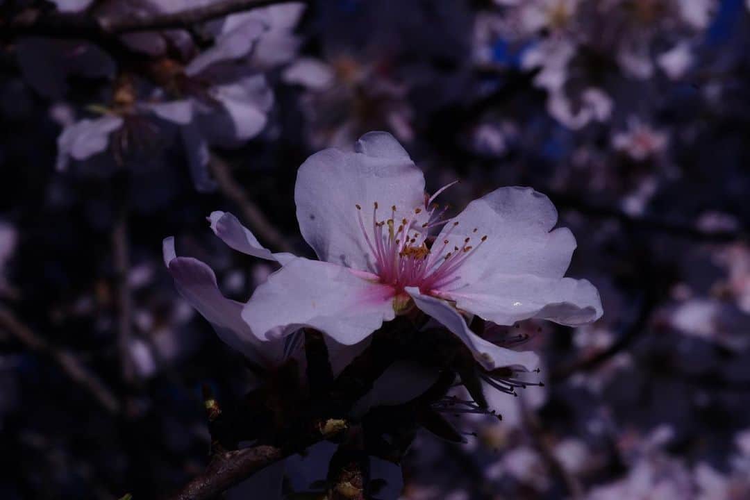 小林十市さんのインスタグラム写真 - (小林十市Instagram)「#アーモンドの花 #amandier 🇫🇷」2月8日 1時18分 - monsieur_11