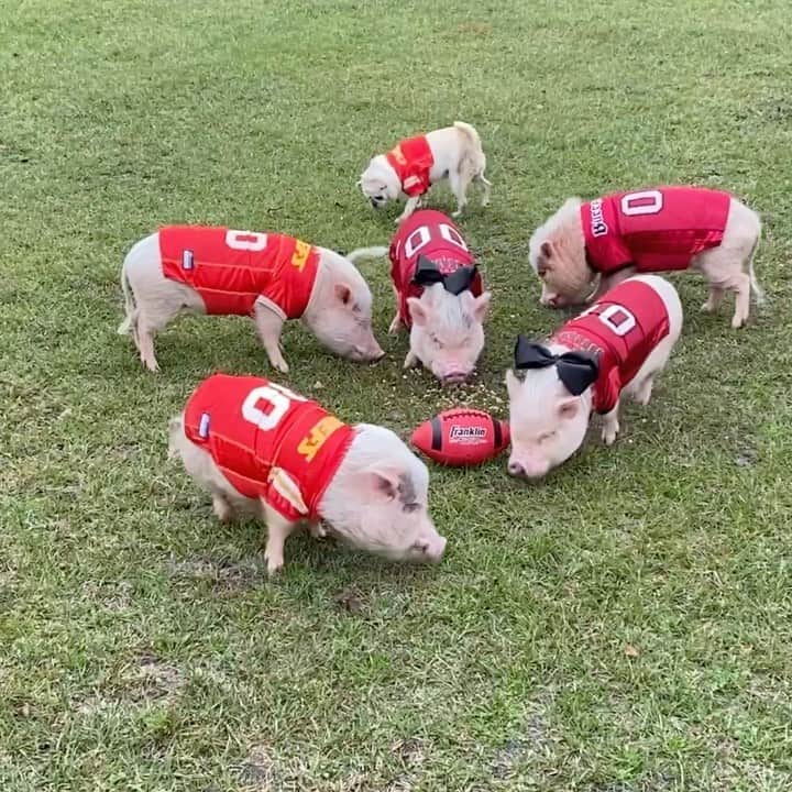 Priscilla and Poppletonのインスタグラム：「🚨SUPER BOWL SUNDAY NEWS ALERT! The teams have made their way to the stadium via police escort and have taken the field to warm-up. Introducing’s tonight defending Super Bowl champs and returning starting line-up for the #Chiefs...Pop, Penn and Pigtail. Introducing tonight’s starting line up for the #Buccaneers...Prissy, Posey and Pink. Are you #TeamPop 🐷🏈❤️💛or #TeamPrissy? 🐷🏈🖤❤️ . #SuperBowltradition #SuperBowl2021 #TampaBayBuccaneers  #KansasCityChiefs #PoptheCop #Pigtailthepug #PiggyPenn #PoseyandPink #PrissyandPop」