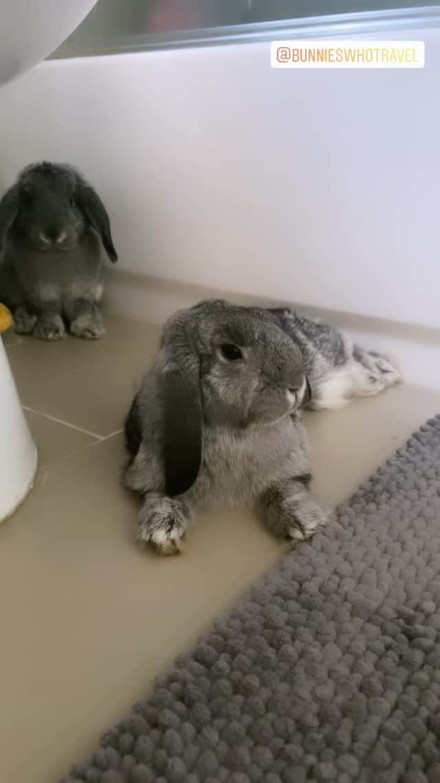 オリビア・タイのインスタグラム：「Follow my potty-trained, free roam bunnies: @bunnieswhotravel 🐰🐰🐰」