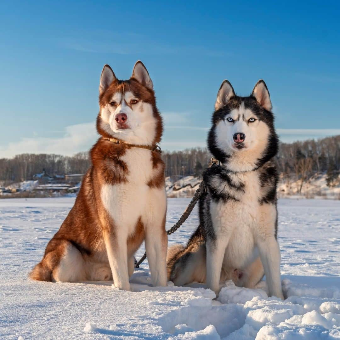 Discoveryさんのインスタグラム写真 - (DiscoveryInstagram)「A man’s best friend. 🐕  The greatest game in pet history is finally here. Stream #PuppyBowl today at 2pm ET on #discoveryplus.」2月8日 2時00分 - discovery