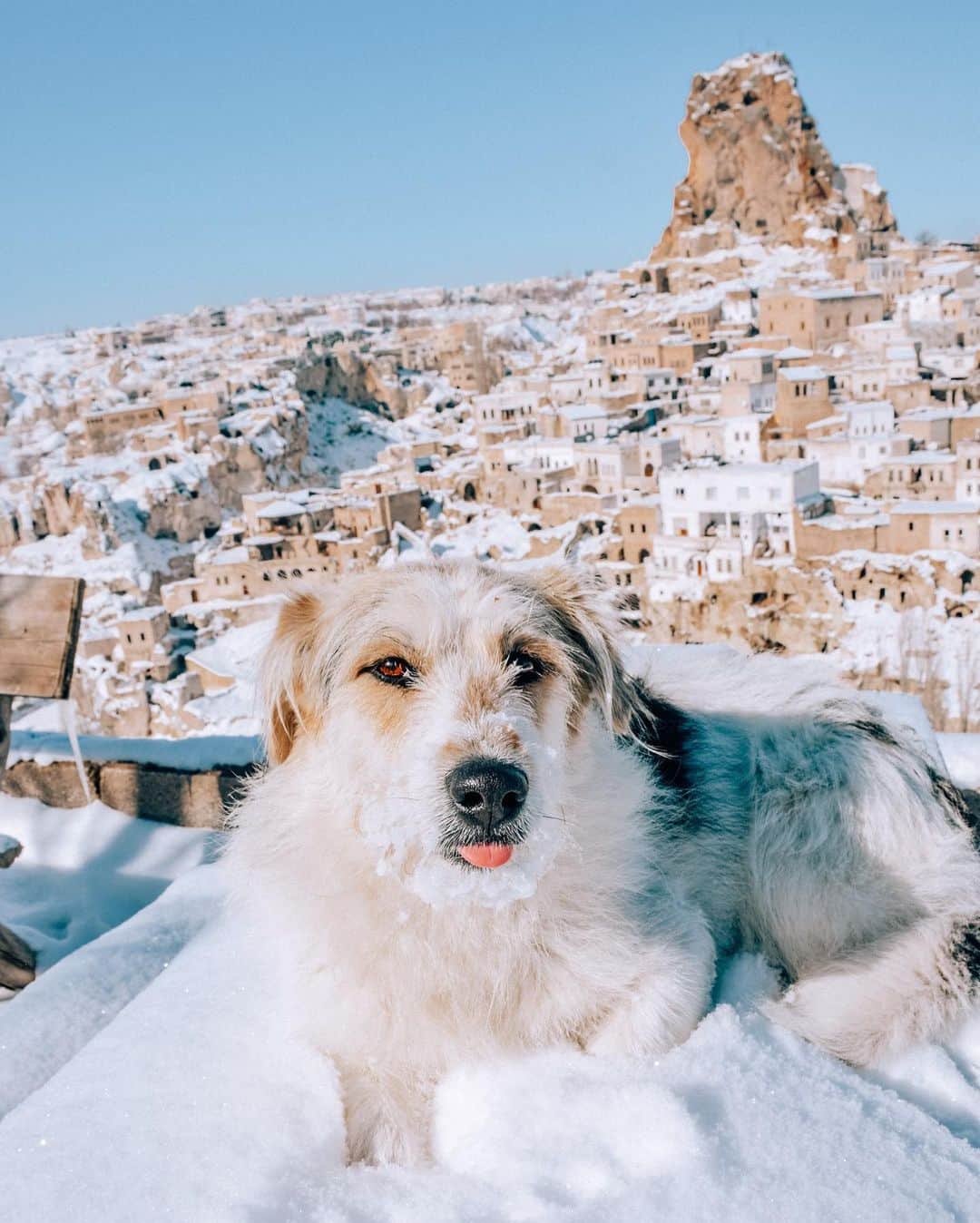 Izkizさんのインスタグラム写真 - (IzkizInstagram)「2 of my favourite things: snow & dogs! Are you more of a dog or a cat person? 🐶🐱   Some people coo over babies but I coo over canines! Whenever I go for a walk in Turkey it takes ages because I have to stop & stroke every dog I see, like this cutie above! 😁 Swipe right to see his gang of snow buddies! 🐶   Edit: @izkizapp」2月8日 2時14分 - izkiz