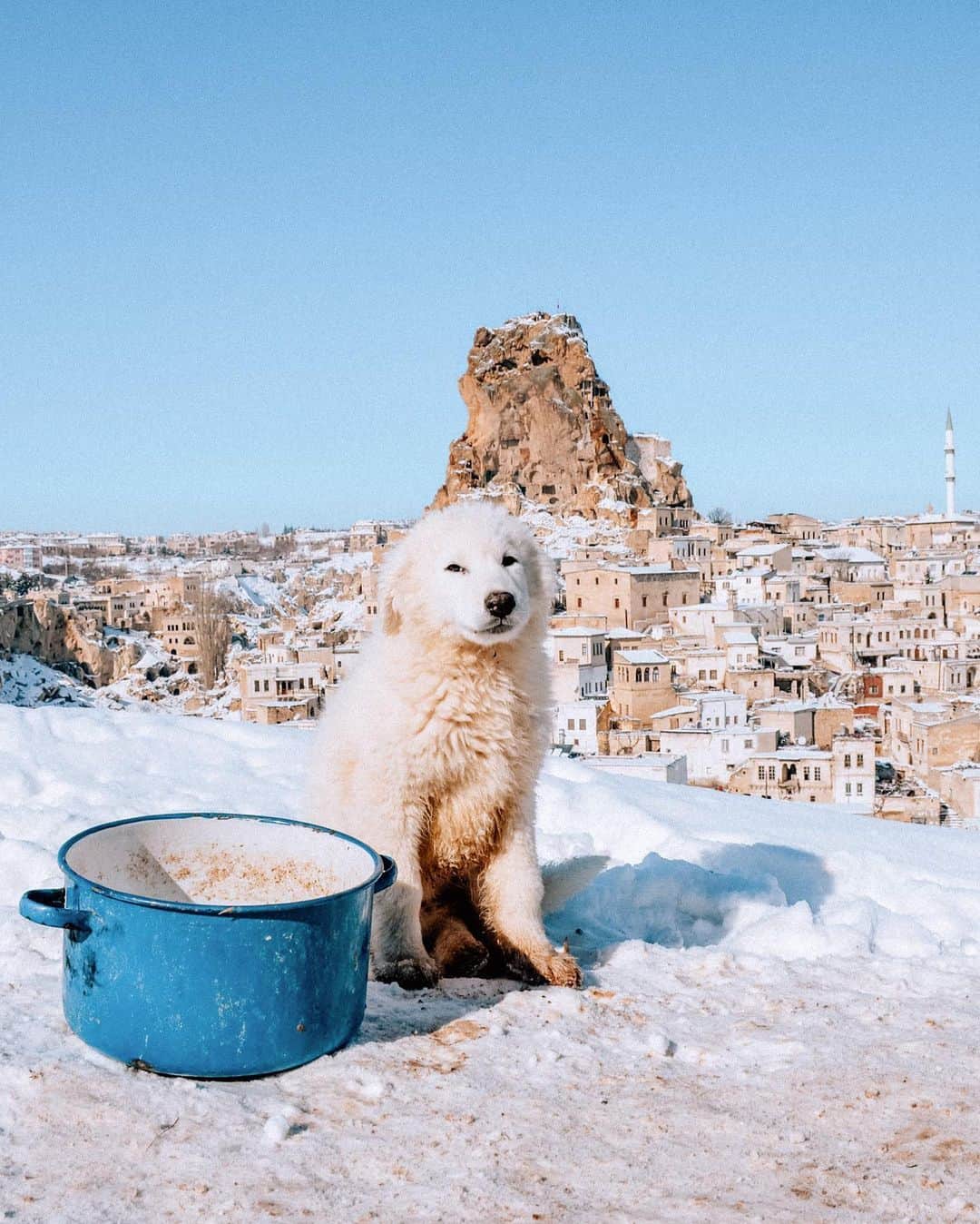 Izkizさんのインスタグラム写真 - (IzkizInstagram)「2 of my favourite things: snow & dogs! Are you more of a dog or a cat person? 🐶🐱   Some people coo over babies but I coo over canines! Whenever I go for a walk in Turkey it takes ages because I have to stop & stroke every dog I see, like this cutie above! 😁 Swipe right to see his gang of snow buddies! 🐶   Edit: @izkizapp」2月8日 2時14分 - izkiz