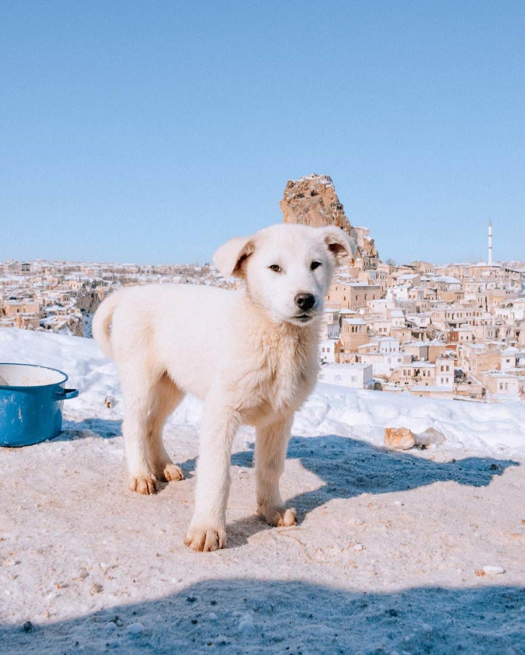 Izkizさんのインスタグラム写真 - (IzkizInstagram)「2 of my favourite things: snow & dogs! Are you more of a dog or a cat person? 🐶🐱   Some people coo over babies but I coo over canines! Whenever I go for a walk in Turkey it takes ages because I have to stop & stroke every dog I see, like this cutie above! 😁 Swipe right to see his gang of snow buddies! 🐶   Edit: @izkizapp」2月8日 2時14分 - izkiz