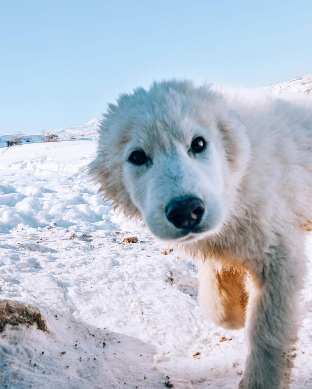 Izkizさんのインスタグラム写真 - (IzkizInstagram)「2 of my favourite things: snow & dogs! Are you more of a dog or a cat person? 🐶🐱   Some people coo over babies but I coo over canines! Whenever I go for a walk in Turkey it takes ages because I have to stop & stroke every dog I see, like this cutie above! 😁 Swipe right to see his gang of snow buddies! 🐶   Edit: @izkizapp」2月8日 2時14分 - izkiz