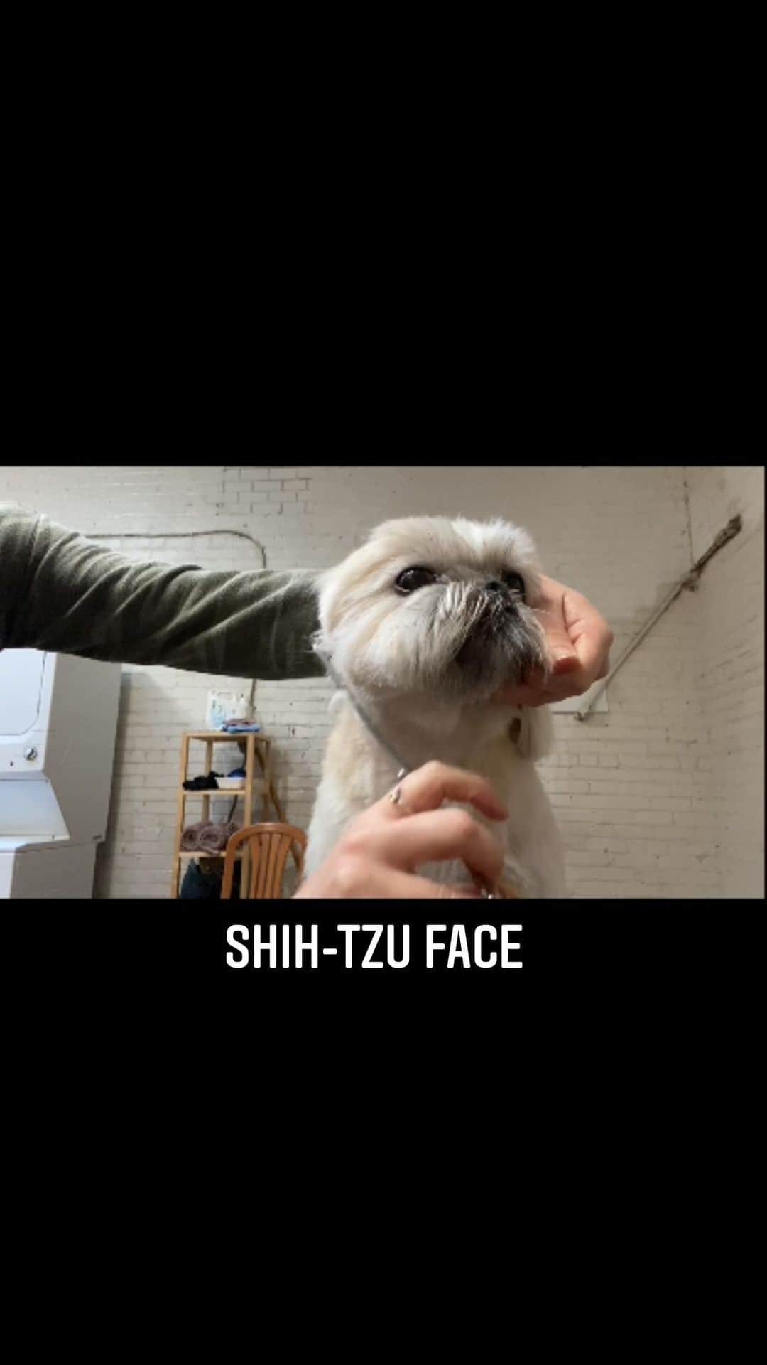 Dogs by Ginaのインスタグラム：「My girl @cash.tzu」