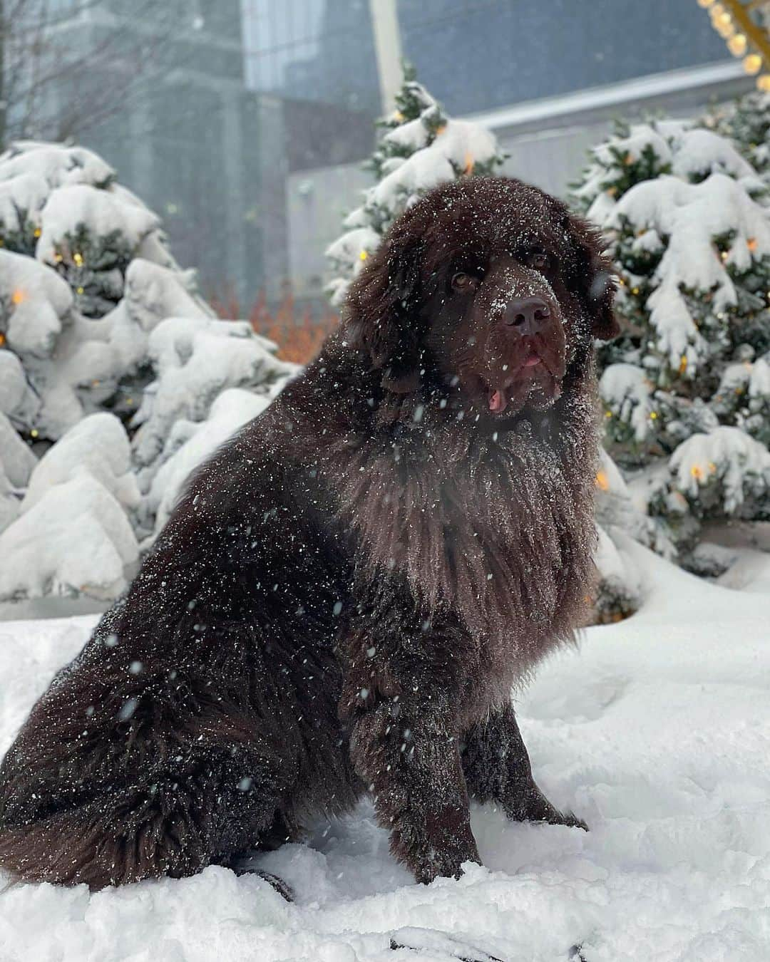 ドクター・マイクさんのインスタグラム写真 - (ドクター・マイクInstagram)「I know someone is excited for the snow @thebearpup 🐻🌨❤️ Do your dogs run around like crazy as soon as they make contact with snow? #newfoundland #snowdog」2月8日 2時08分 - doctor.mike