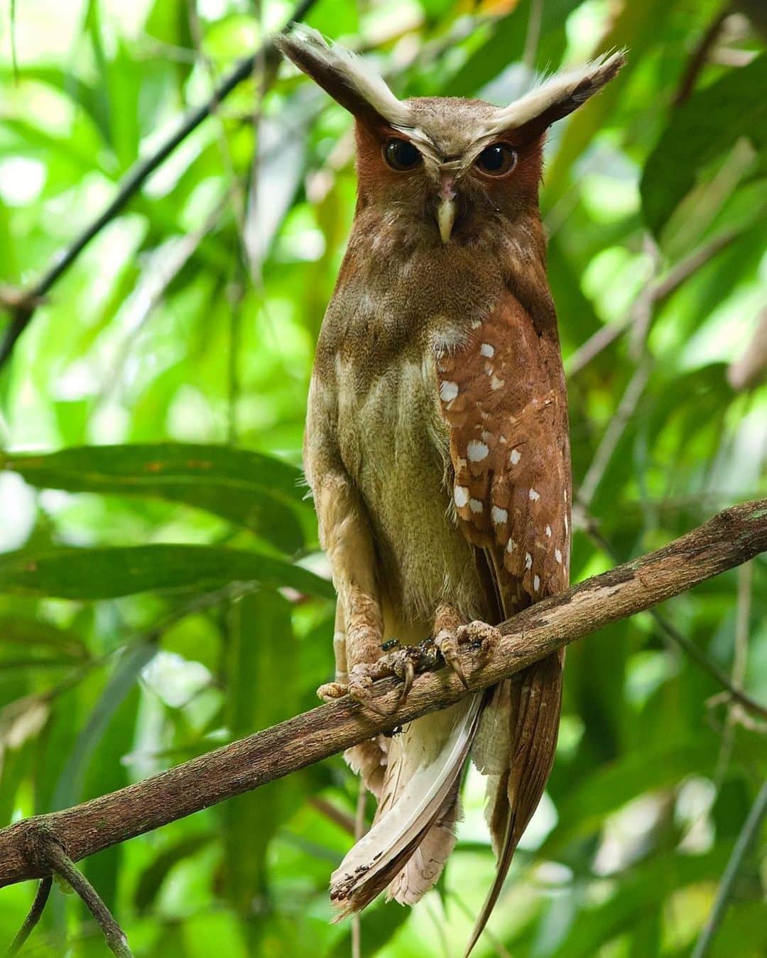 アメリカ自然史博物館のインスタグラム：「Did somebody say #SuperbOwl Sunday? The Crested Owl (Lophostrix cristata) thought it heard so! You might hear this avian’s deep, undulating, toad-like call in the forests of Central and South America. Its wide range includes parts of Costa Rica, Panama, Peru, and Brazil. Its menu includes a variety of critters such as arthropods, insects, and small invertebrates. Photo: Luiz Fernando Matos, CC-BY-SA-4.0, Wikimedia Commons」