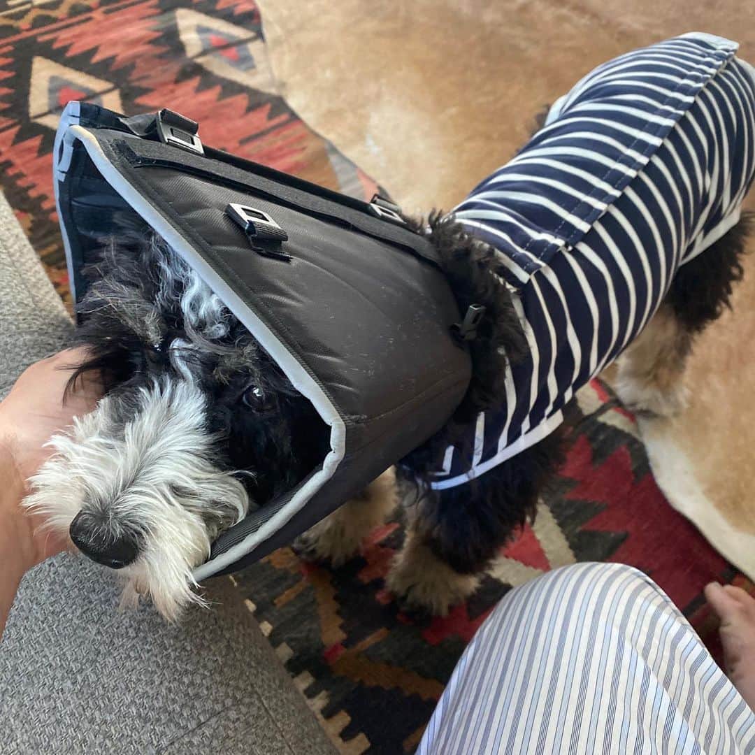 ジャック・ファライーのインスタグラム：「Trying to convince Bowery she looks high fashion after getting spayed, not sure she’s buying it」