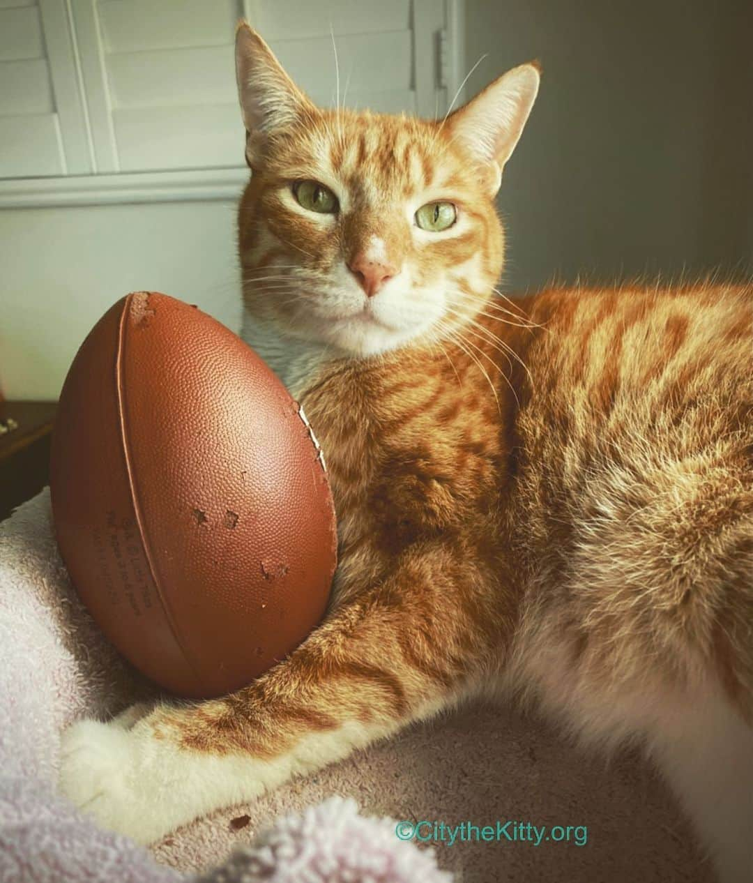 City the Kittyのインスタグラム：「Who are you rooting for? 🏈   #chiefs #buccaneers #kansascitychiefs #tampabaybuccaneers #superbowl2021 #superbowl #kittenbowl 😸」