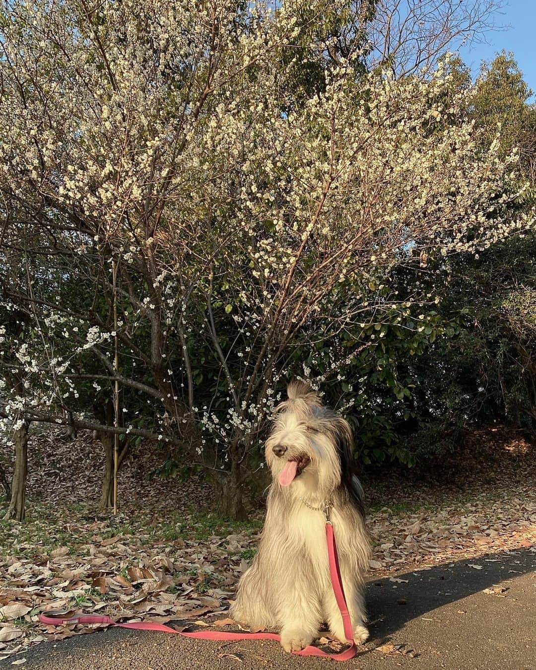 kei515yuさんのインスタグラム写真 - (kei515yuInstagram)「近所の寒桜。 今年は普通の桜も一緒に見に行こうね。 みんな一緒に、みんな連れて、行こうね。  朱織さん、母さんが思っていた以上に繊細でナイーブな子らしい。 あらま。 大事にしてやらなくちゃ。 ごめんよう。 がさつな母さんで。  #ビアデッドコリー #ビアディ #beardedcollie #akaribeardie #beardie #beardedcolliesofinstagram #puppydog #puppygram  #petscorner #insta_animal #dog_ofinstagram #insta_dogs #igdog #topdogphoto #repost_ezyjp #weeklyfluff #dog_features #excellent_dogs #pecoいぬ部」2月8日 2時33分 - kei515yu