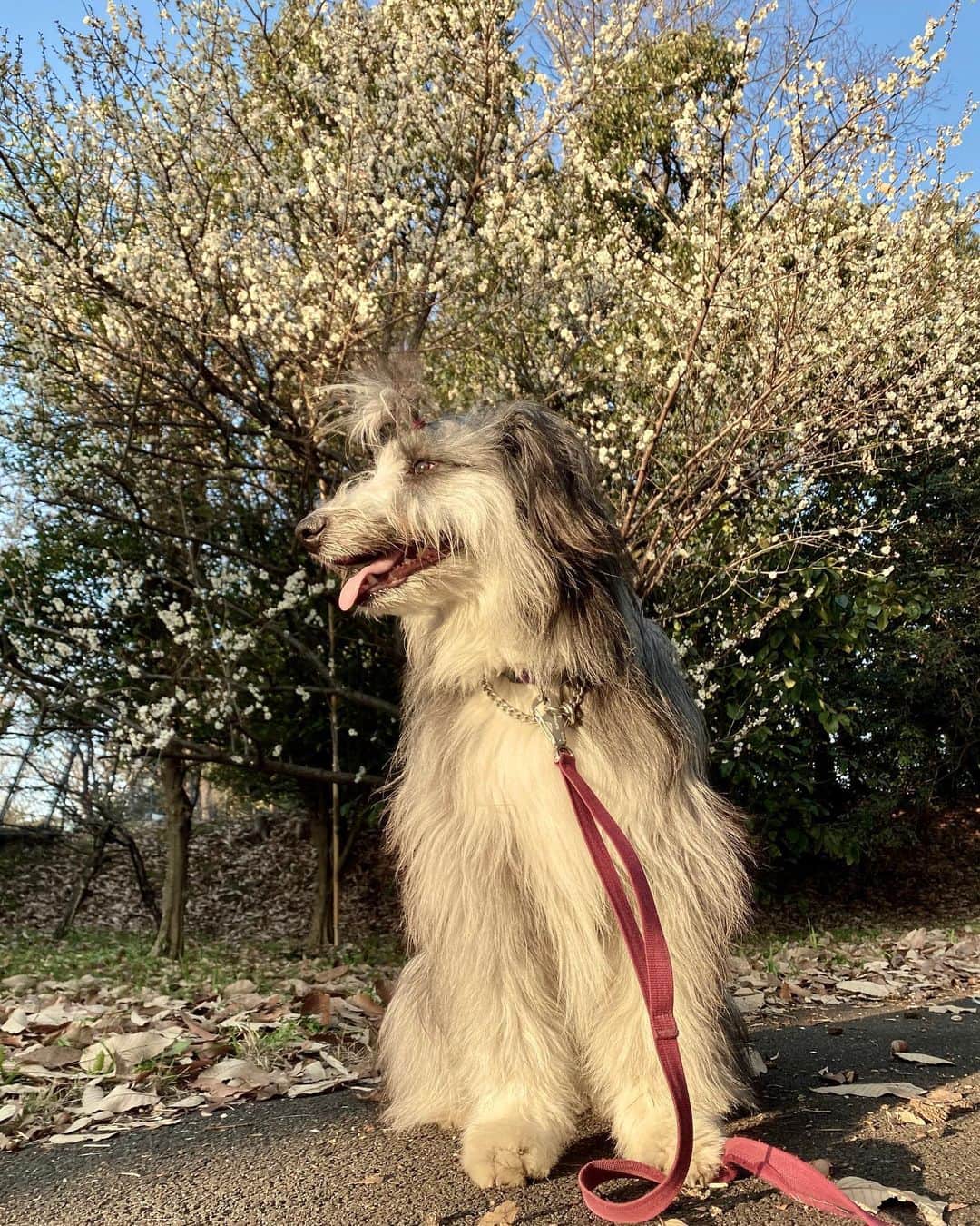 kei515yuさんのインスタグラム写真 - (kei515yuInstagram)「近所の寒桜。 今年は普通の桜も一緒に見に行こうね。 みんな一緒に、みんな連れて、行こうね。  朱織さん、母さんが思っていた以上に繊細でナイーブな子らしい。 あらま。 大事にしてやらなくちゃ。 ごめんよう。 がさつな母さんで。  #ビアデッドコリー #ビアディ #beardedcollie #akaribeardie #beardie #beardedcolliesofinstagram #puppydog #puppygram  #petscorner #insta_animal #dog_ofinstagram #insta_dogs #igdog #topdogphoto #repost_ezyjp #weeklyfluff #dog_features #excellent_dogs #pecoいぬ部」2月8日 2時33分 - kei515yu