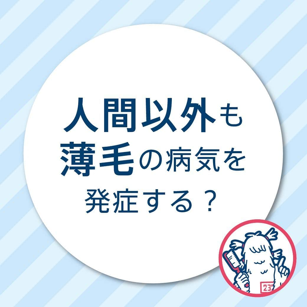 【公式】AGAスキンクリニックさんのインスタグラム写真 - (【公式】AGAスキンクリニックInstagram)「『人間以外も薄毛の病気を発症する？』  男性の3人に一人は薄毛で悩むと言われている現代。  動物たちにもたくさん毛が生えているのに、薄毛にはならないのでしょうか？  人間と同じ男性型脱毛症を発症するただ一つの動物とは...  スワイプしてご確認ください✨  #AGAスキンクリニック#雑学#今日の雑学#雑学王#豆知識#都市伝説#AGA#男性型脱毛症#動物#病気#薄毛」2月7日 17時41分 - aga_clinic