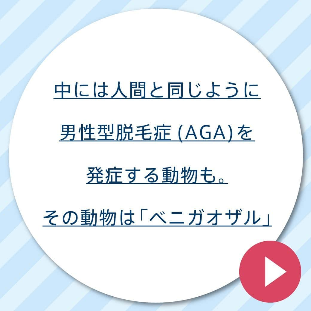 【公式】AGAスキンクリニックさんのインスタグラム写真 - (【公式】AGAスキンクリニックInstagram)「『人間以外も薄毛の病気を発症する？』  男性の3人に一人は薄毛で悩むと言われている現代。  動物たちにもたくさん毛が生えているのに、薄毛にはならないのでしょうか？  人間と同じ男性型脱毛症を発症するただ一つの動物とは...  スワイプしてご確認ください✨  #AGAスキンクリニック#雑学#今日の雑学#雑学王#豆知識#都市伝説#AGA#男性型脱毛症#動物#病気#薄毛」2月7日 17時41分 - aga_clinic