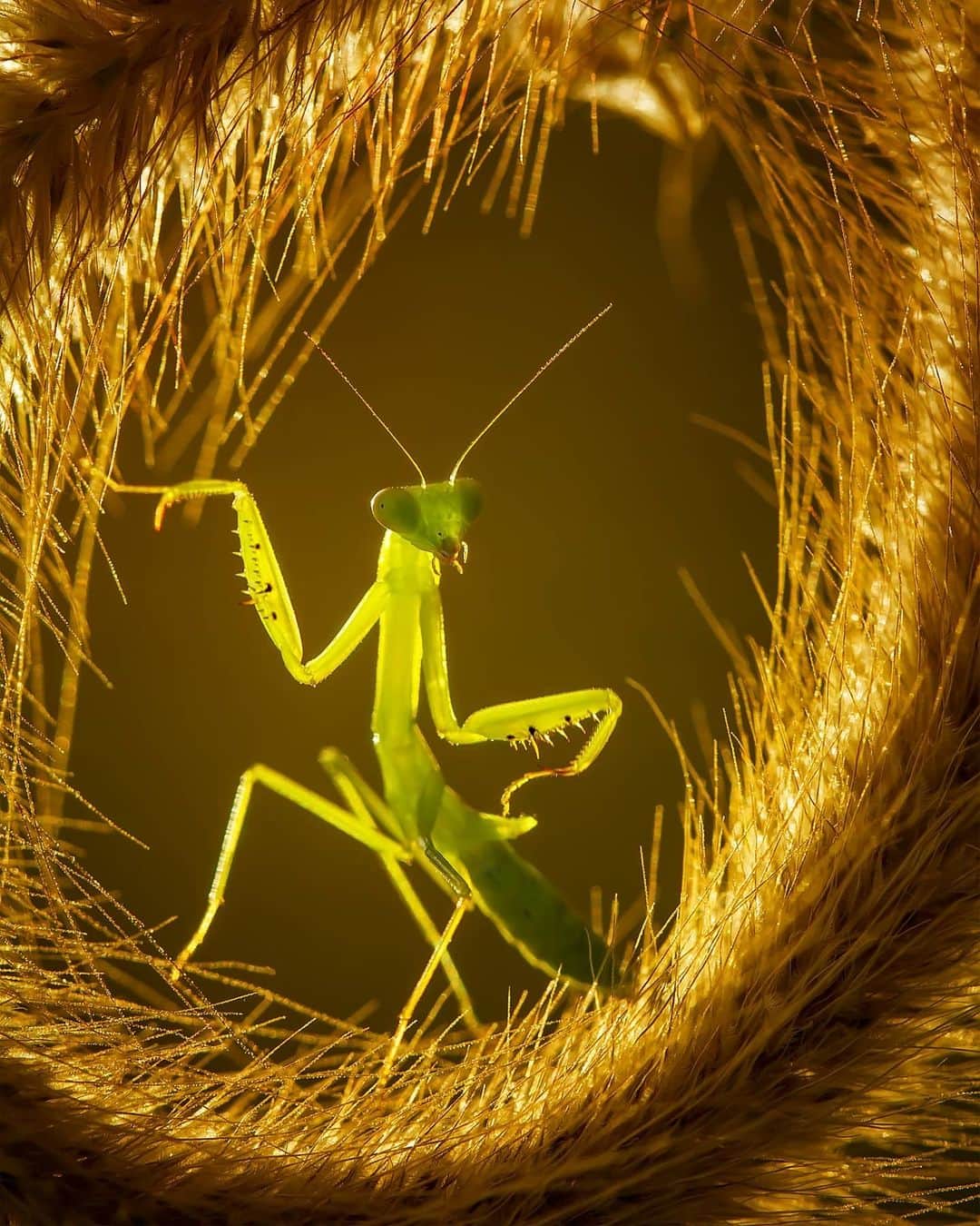 Canon Asiaのインスタグラム：「Hi-yah 🤜  a dynamic, frame-within-a-frame shot of a posed praying mantis on a coiled kunai grass.  . We love how the golden lighting illuminated the subject's bright green body, creating a contrast against the darker backdrop. Sometimes, framing goes a long way in photography! . 📷 Image by @abdulgapurdayak on Instagram using the Canon EOS 70D • EF100mm f/2.8 Macro USM • f/6.3 • ISO 200 • 1/250 • 100mm . Got a stunning shot you're proud of? Tag them with #canonasia or submit them on My Canon Story, link in bio! . #canonasia #photography #explore #nature #composition #goldenhour #lighting #wildlife #insect #macro #framing #wildlifephotography #animal #canon #lens #inspiration #subject」