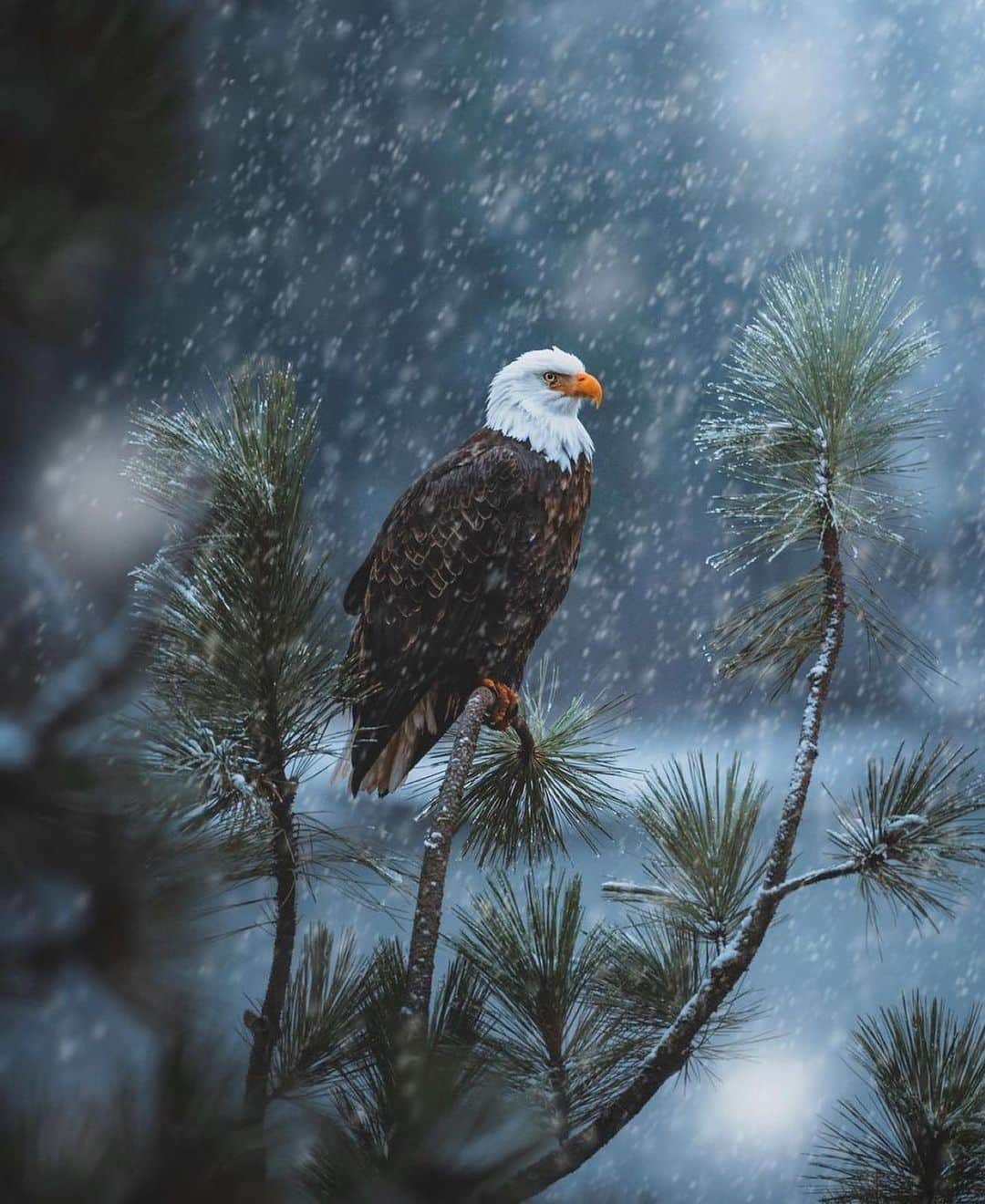 Canon Photographyのインスタグラム：「The king of the skies 🦅 Photography // @zachnicholz Curated by @steffeneisenacher  #idaho #wildlife #birdsofinstagram #eagle #wildlifephotography」