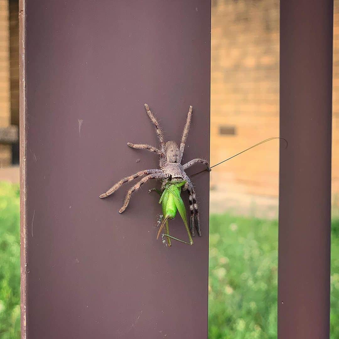 シャーニ・ヴィンソンのインスタグラム：「No one tells you there’s shit like this crawling around your backyard when you’re a kid.. Australian spider eating a grasshopper!🕷🦗   #Australia #animals #nature #food #foodchain #spider #lunch #creepycrawly」