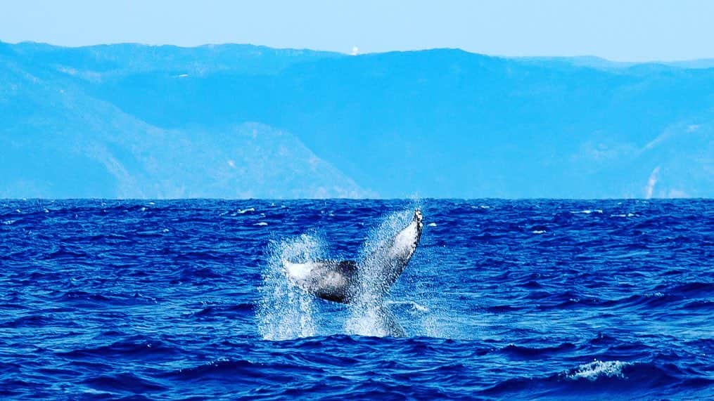 三谷晶子さんのインスタグラム写真 - (三谷晶子Instagram)「昨日は人生初のホエールスイムへ🐳  あまみ大島観光物産連盟の、島内在住者限定の割引プランで行ってきたよ🌊  2月にしてはあったかかったけど、ちょっと波が高く、けれどばっちりクジラと泳げました。  お願いしたマリンガイドさんは @gorimarine58165 さん。  広くて新しい快適な船で奄美大島南部の海を案内してくれます🛥  なかなか島外へ外出しにくい時期だからこそ、皆さまもぜひ島の魅力を再発見してみたらいいんじゃないかな。  ホエールスイムはまだまだやってるそうよ✨  皆さまもぜひ！  Photo by @gorimarine58165   #島内観光 #奄美大島 #加計呂麻島 #kakeroma  #kakermajima #kakeromaisland  #island #islandlife #islandvibes  #islandpics  #islandmovie  #islandgirldiaries  #islandphotography #underwarter  #underwaterphotography  #skindiving  #whale  #whalewatching  #whaleswim  #whaleswimming  #whalewatch  #whaleseason  #whaletail  #japan_of_insta  #japan_photo  #sea #ocean #しま旅love  #しま旅loveフォトキャンペーン」2月7日 17時54分 - akikomitani