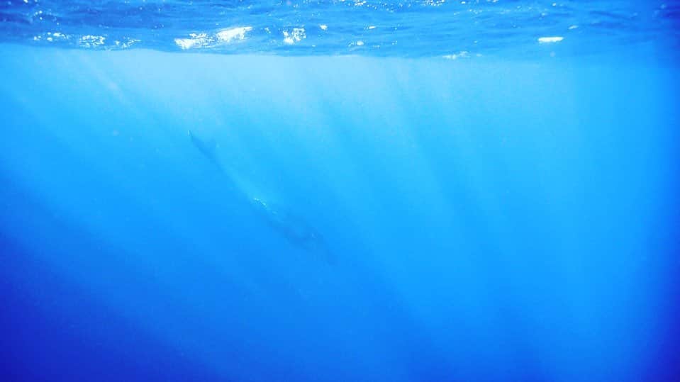 三谷晶子のインスタグラム：「昨日は人生初のホエールスイムへ🐳  あまみ大島観光物産連盟の、島内在住者限定の割引プランで行ってきたよ🌊  2月にしてはあったかかったけど、ちょっと波が高く、けれどばっちりクジラと泳げました。  お願いしたマリンガイドさんは @gorimarine58165 さん。  広くて新しい快適な船で奄美大島南部の海を案内してくれます🛥  なかなか島外へ外出しにくい時期だからこそ、皆さまもぜひ島の魅力を再発見してみたらいいんじゃないかな。  ホエールスイムはまだまだやってるそうよ✨  皆さまもぜひ！  Photo by @gorimarine58165   #島内観光 #奄美大島 #加計呂麻島 #kakeroma  #kakermajima #kakeromaisland  #island #islandlife #islandvibes  #islandpics  #islandmovie  #islandgirldiaries  #islandphotography #underwarter  #underwaterphotography  #skindiving  #whale  #whalewatching  #whaleswim  #whaleswimming  #whalewatch  #whaleseason  #whaletail  #japan_of_insta  #japan_photo  #sea #ocean #しま旅love  #しま旅loveフォトキャンペーン」