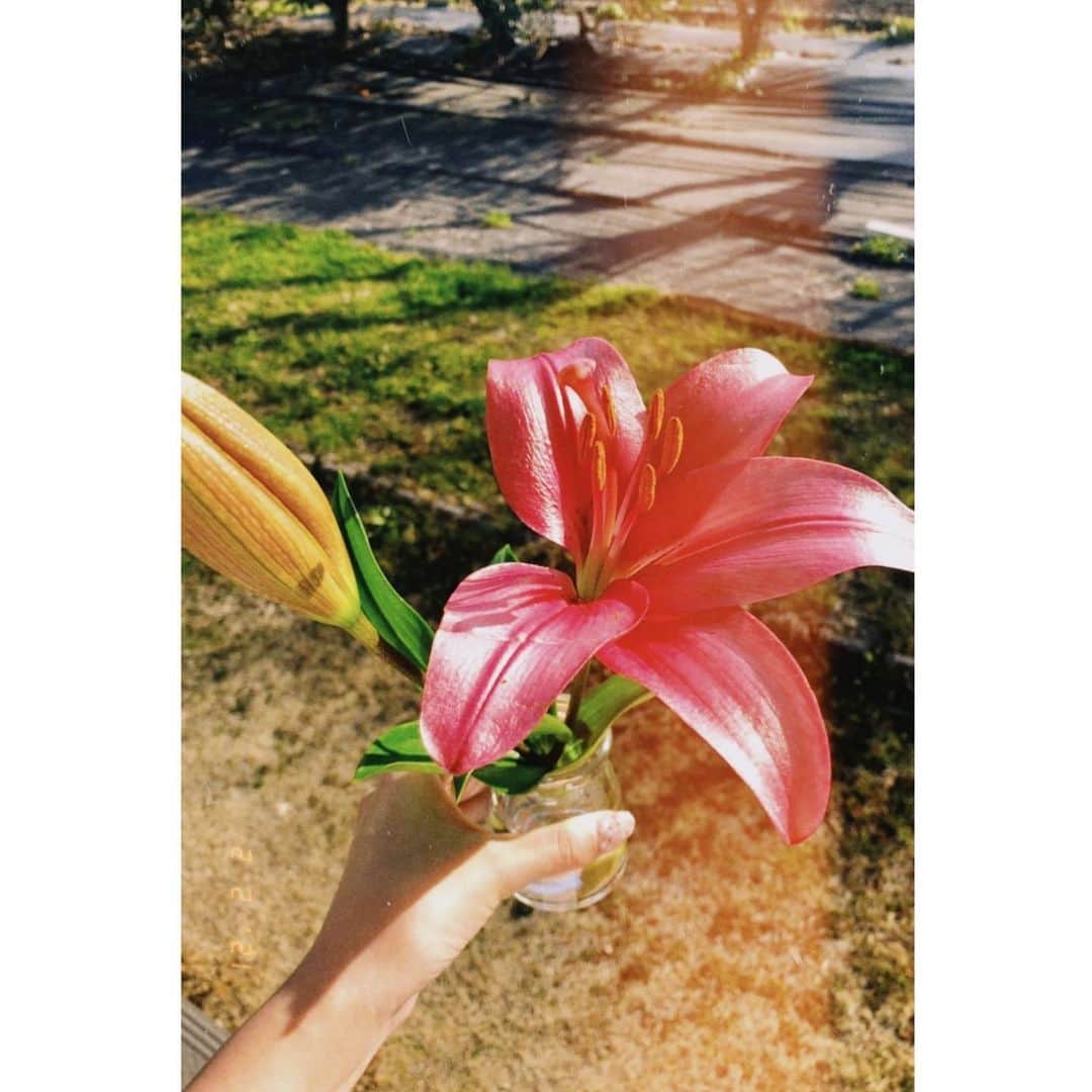 大山百合香さんのインスタグラム写真 - (大山百合香Instagram)「大好きな友人から . ピンクの百合の花を見つけて、すぐに百合香さんだー！って思い出し、とっても綺麗なので送ります♡ . と送ってくれた百合の花の写真と . 沖永良部島の母からの春の便り🌸  . . とっても美しくてしばらく眺めてた。何より思ってくれて届けてくれるその気持ちが嬉しくて、穏やかな気持ちに包まれました🍃  ありがとう。  おうち時間が増えた今こそ 暮らしに花を💐  皆さんにも届けーー🙋‍♀️  #ピンクの百合 #桜 #沖永良部島 #暮らしに花を #花は心の癒し #春の便り🌸」2月7日 18時03分 - ohyamayurika