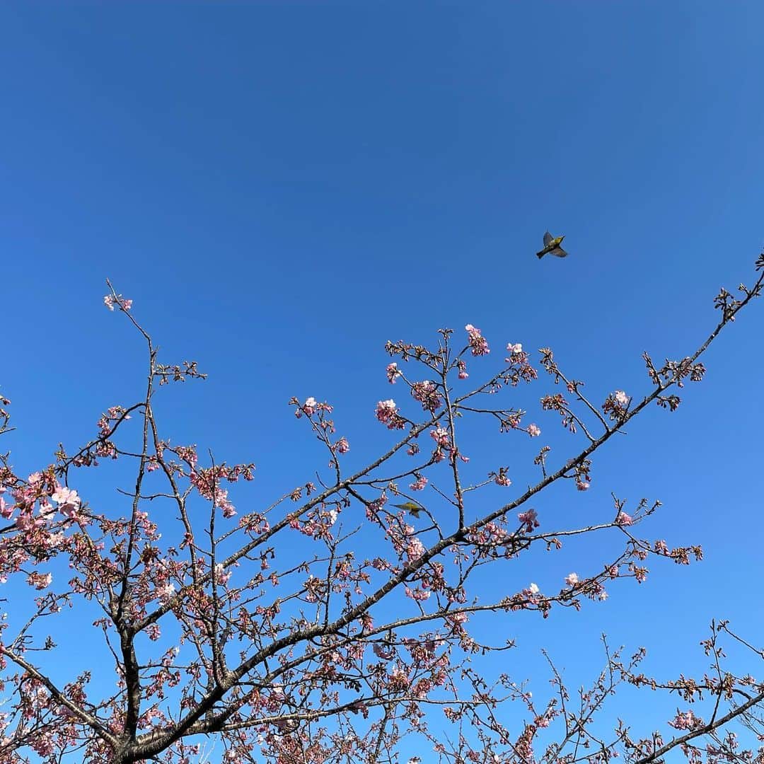 SONOMIさんのインスタグラム写真 - (SONOMIInstagram)「河津桜とメジロ  カメラロールを見返したら たまたま飛び立つメジロが撮れていた🐦 春が近い😌🌸」2月7日 18時13分 - song_chang